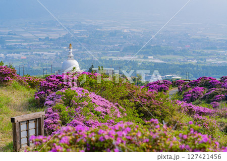 （熊本県）ミヤマキリシマが美しい、阿蘇山・仙酔峡（せんすいきょう） 127421456