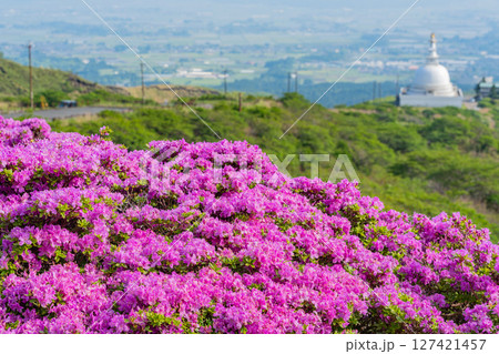 （熊本県）ミヤマキリシマが美しい、阿蘇山・仙酔峡（せんすいきょう） 127421457