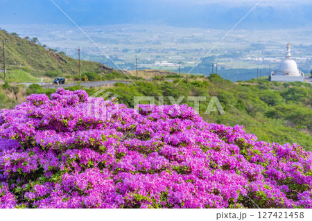（熊本県）ミヤマキリシマが美しい、阿蘇山・仙酔峡（せんすいきょう） 127421458