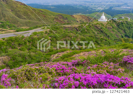 (熊本県)ミヤマキリシマが美しい、阿蘇山・仙酔峡(せんすいきょう) (熊本県)ミヤマキリシマが美しい、阿蘇山・仙酔峡(せんすいきょう) 127421463