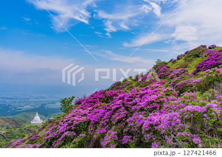(熊本県)ミヤマキリシマが美しい、阿蘇山・仙酔峡(せんすいきょう) (熊本県)ミヤマキリシマが美しい、阿蘇山・仙酔峡(せんすいきょう) 127421466