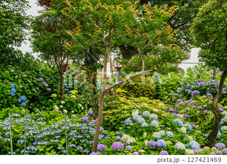 東京都文京区　白山神社（はくさんじんじゃ）　白山浅間神社のおやま　文京あじさいまつり 127421469