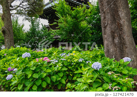 東京都文京区　白山神社（はくさんじんじゃ）　文京あじさいまつり 127421470