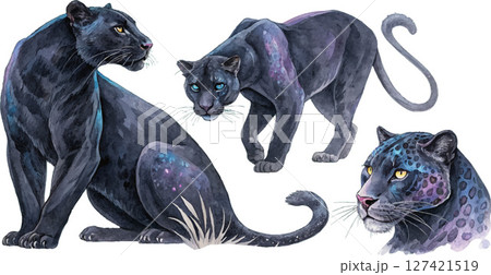Majestic Black Panthers 127421519