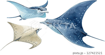 Three Watercolor Stingrays 127421521