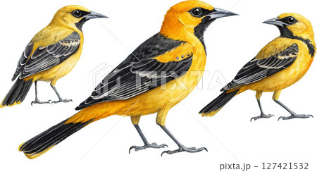 Three Hooded Orioles 127421532