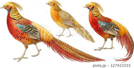 Golden Pheasant Trio 127421533