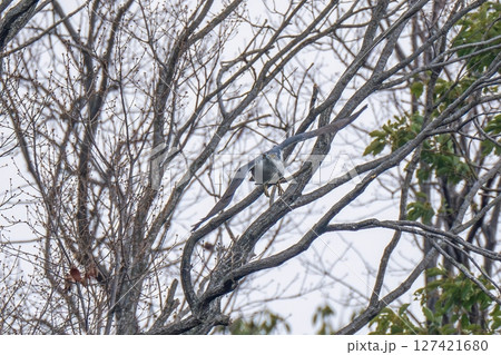 オオタカ成鳥の飛び出しシーン 127421680