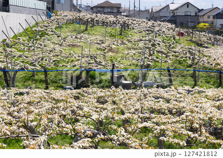 住宅に囲まれた梨農園の満開の梨花 127421812