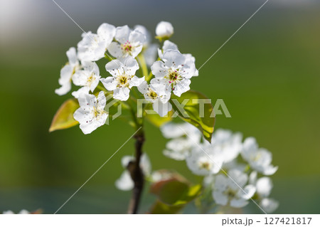 春の梨農園の満開の梨の花 127421817