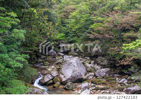 屋久島国立公園白谷雲水峡　新緑の谷(4月 127422183