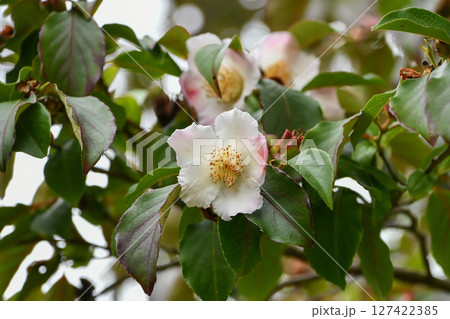 シャラ「夜明け前」（ナツツバキ）Japanese stewartia	 127422385