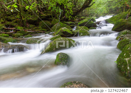 屋久島国立公園白谷雲水峡　梅雨の渓谷(夏 127422467