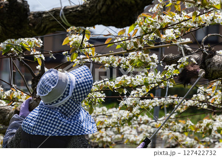 人口受粉梨花花粉交配作業 127422732