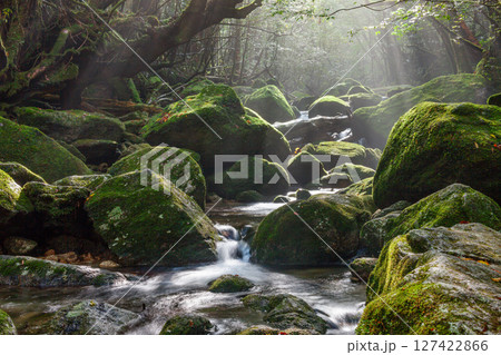 屋久島国立公園白谷雲水峡　木漏れ日の谷(11月 127422866