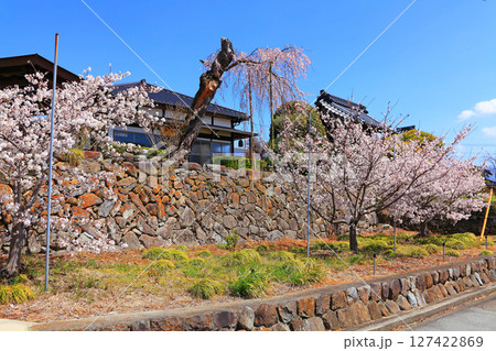 法蔵寺の山門前に咲き乱れる満開の桜 法蔵寺の山門前に咲き乱れる満開の桜 127422869