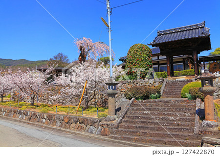 法蔵寺の山門前に咲き乱れる満開の桜 法蔵寺の山門前に咲き乱れる満開の桜 127422870
