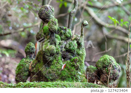 屋久島国立公園白谷雲水峡 こだま木霊(冬 屋久島国立公園白谷雲水峡 こだま木霊(冬 127423404