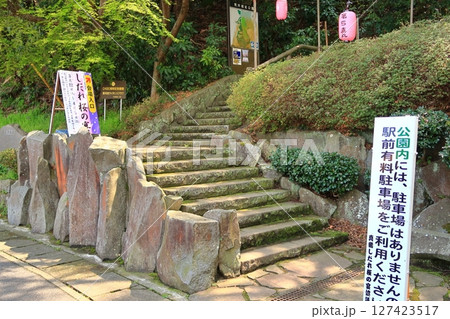 荒井城址公園のしだれ桜 127423517