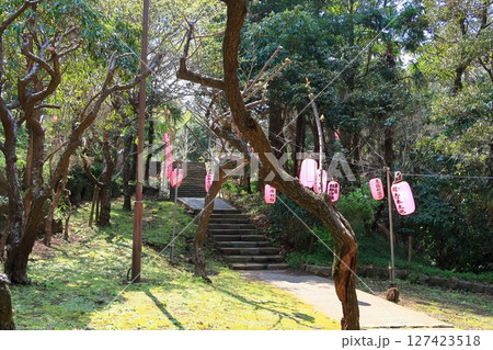 荒井城址公園のしだれ桜 127423518