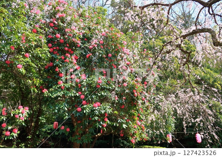 荒井城址公園のしだれ桜 荒井城址公園のしだれ桜 127423526