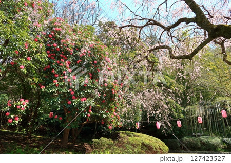 荒井城址公園のしだれ桜 127423527