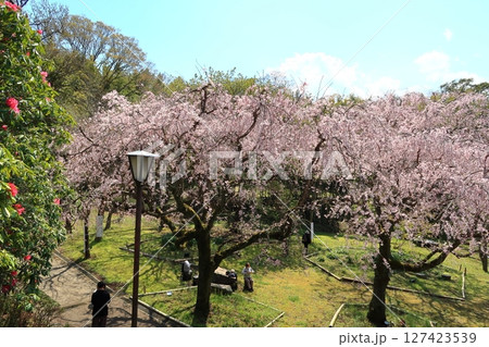 荒井城址公園のしだれ桜 荒井城址公園のしだれ桜 127423539