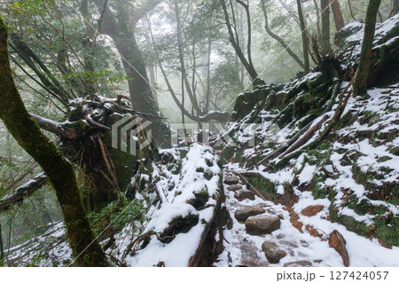 屋久島国立公園白谷雲水峡　極寒の森(冬 127424057