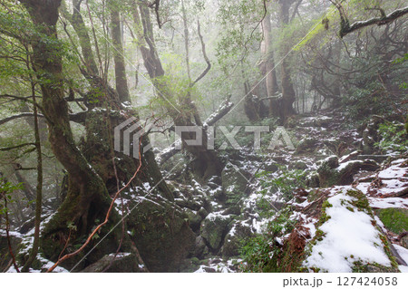 屋久島国立公園白谷雲水峡 極寒の森(冬 屋久島国立公園白谷雲水峡 極寒の森(冬 127424058