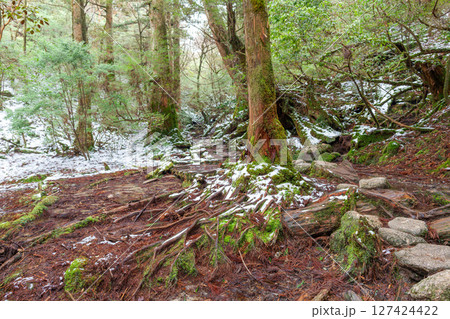 屋久島国立公園白谷雲水峡　残雪と森(春 127424422