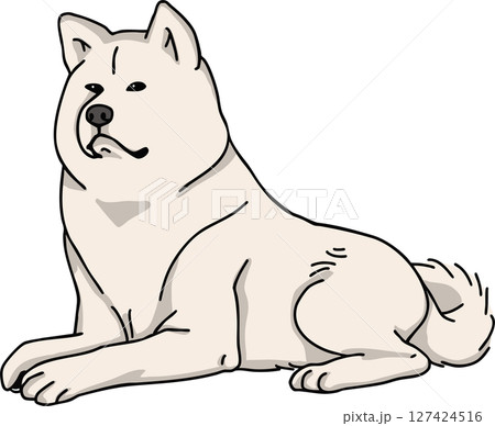 秋田犬　カラー　犬のイラスト 127424516