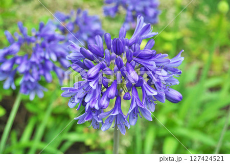 青色のアガパンサスの花(夏、六月) 青色のアガパンサスの花(夏、六月) 127424521