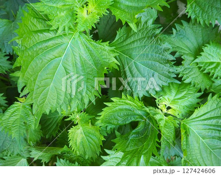 茂る新鮮な大葉3 127424606