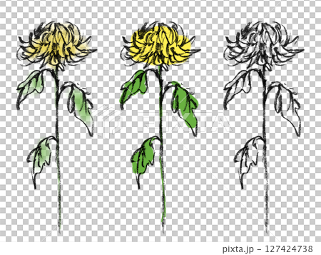 Chrysanthemum flower 4 (yellow) 127424738