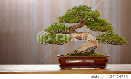 bonsai in clay pot 127424756