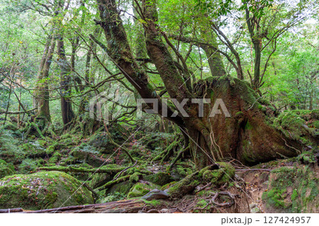 屋久島国立公園白谷雲水峡　苔が日本一きれいな森(秋 127424957
