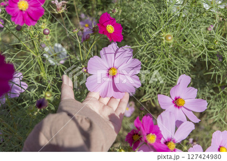 コスモスの花を触る手 コスモスの花を触る手 127424980