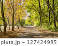 紅葉したメタセコイアの並木道 127424985