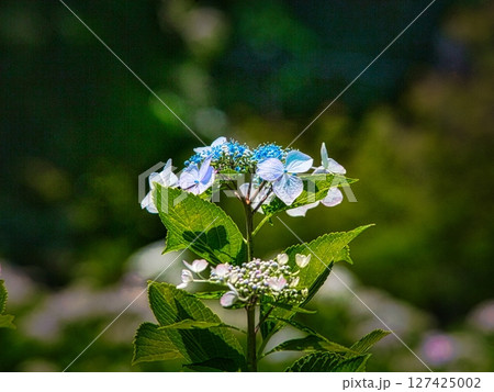 6月になると梅雨の晴れ間の公園には色とりどりの紫陽花が咲き誇ります 127425002
