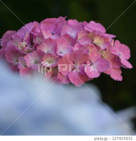 6月になると梅雨の晴れ間の公園には色とりどりの紫陽花が咲き誇ります 127425032