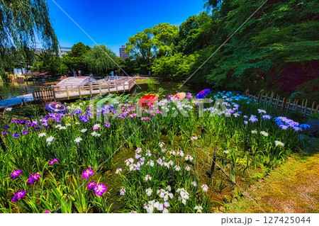 6月になると梅雨の晴れ間の公園には色とりどりの花菖蒲と睡蓮が咲き誇ります 6月になると梅雨の晴れ間の公園には色とりどりの花菖蒲と睡蓮が咲き誇ります 127425044
