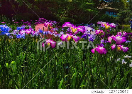 6月になると梅雨の晴れ間の公園には色とりどりの花菖蒲と睡蓮が咲き誇ります 6月になると梅雨の晴れ間の公園には色とりどりの花菖蒲と睡蓮が咲き誇ります 127425045