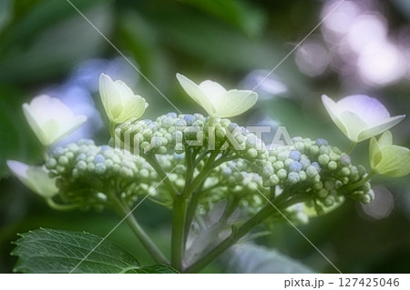 6月になると梅雨の晴れ間の公園には色とりどりの紫陽花が咲き誇ります 6月になると梅雨の晴れ間の公園には色とりどりの紫陽花が咲き誇ります 127425046