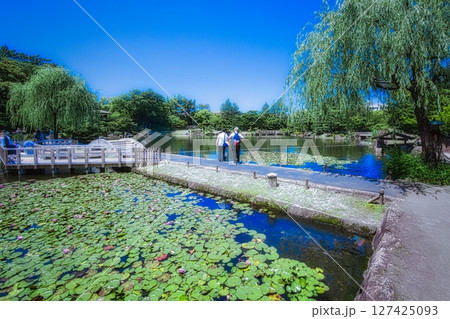 6月になると梅雨の晴れ間の公園には色とりどりの花菖蒲と睡蓮が咲き誇ります 6月になると梅雨の晴れ間の公園には色とりどりの花菖蒲と睡蓮が咲き誇ります 127425093