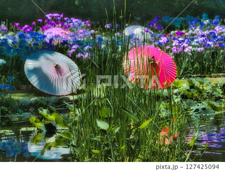 6月になると梅雨の晴れ間の公園には色とりどりの花菖蒲と睡蓮が咲き誇ります 127425094