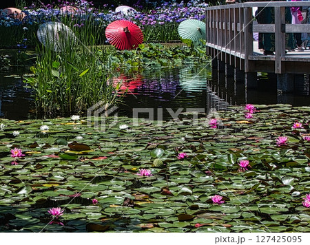 6月になると梅雨の晴れ間の公園には色とりどりの花菖蒲と睡蓮が咲き誇ります 6月になると梅雨の晴れ間の公園には色とりどりの花菖蒲と睡蓮が咲き誇ります 127425095