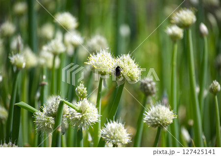 A busy bee pollinates onion flowers, showcasing nature's beauty in a lush field. 127425141