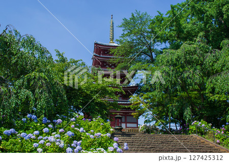本土寺と紫陽花の風景 本土寺と紫陽花の風景 127425312