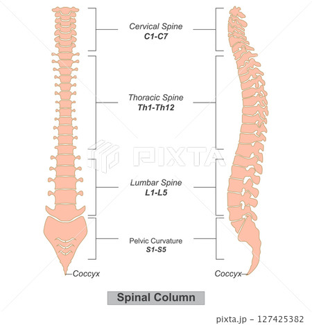 Spinal column also known as the spine or backbone. 127425382