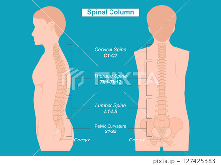 Spinal column also known as the vertebral column. Spinal column also known as the vertebral column. 127425383
